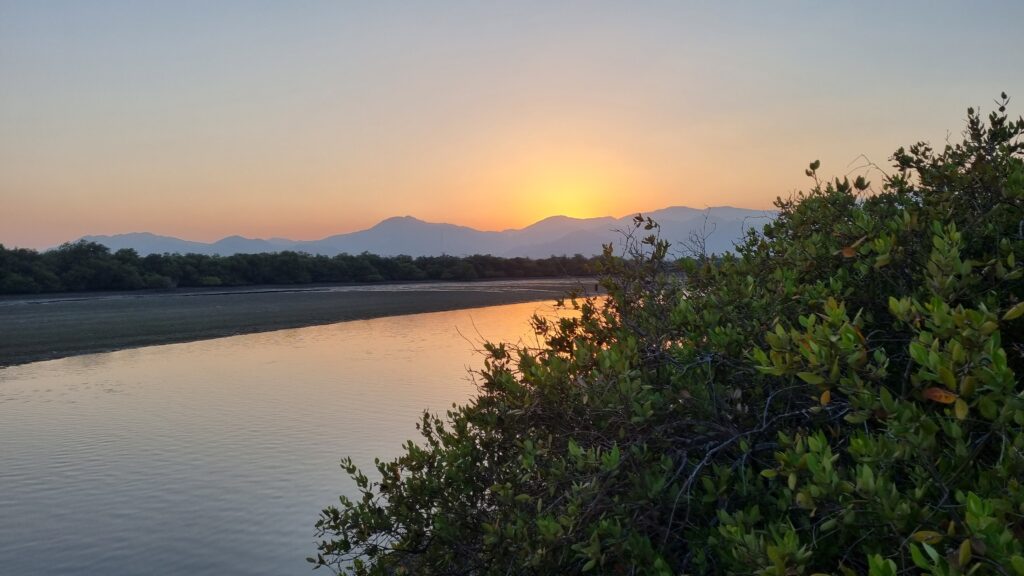 Kalba Mangrove Reserve